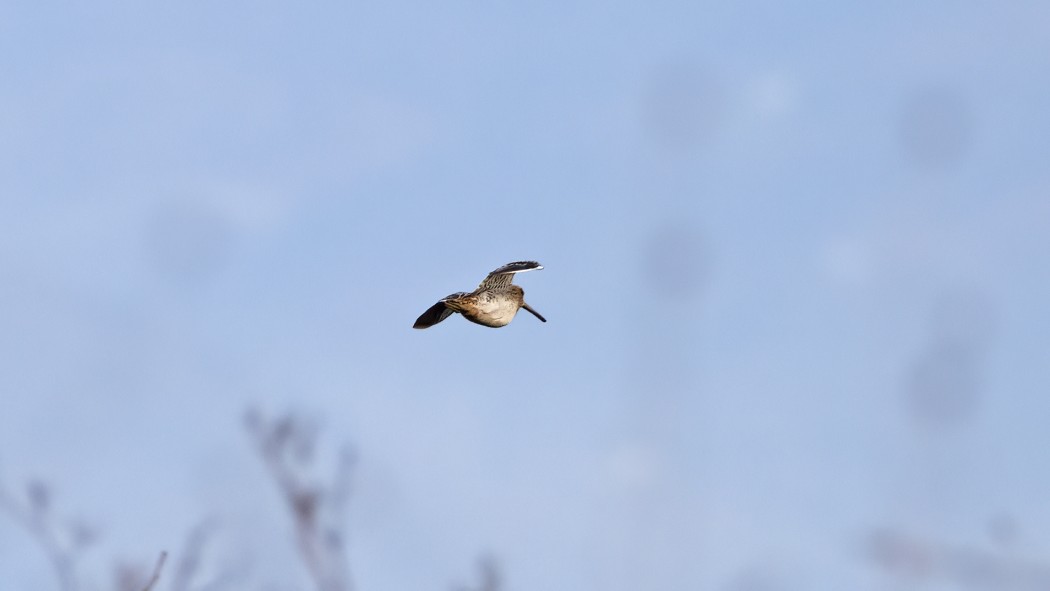 Common Snipe