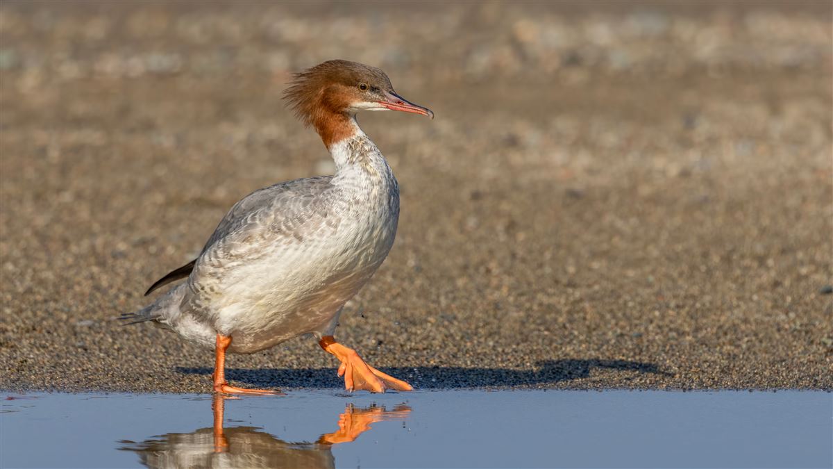 Common Merganser