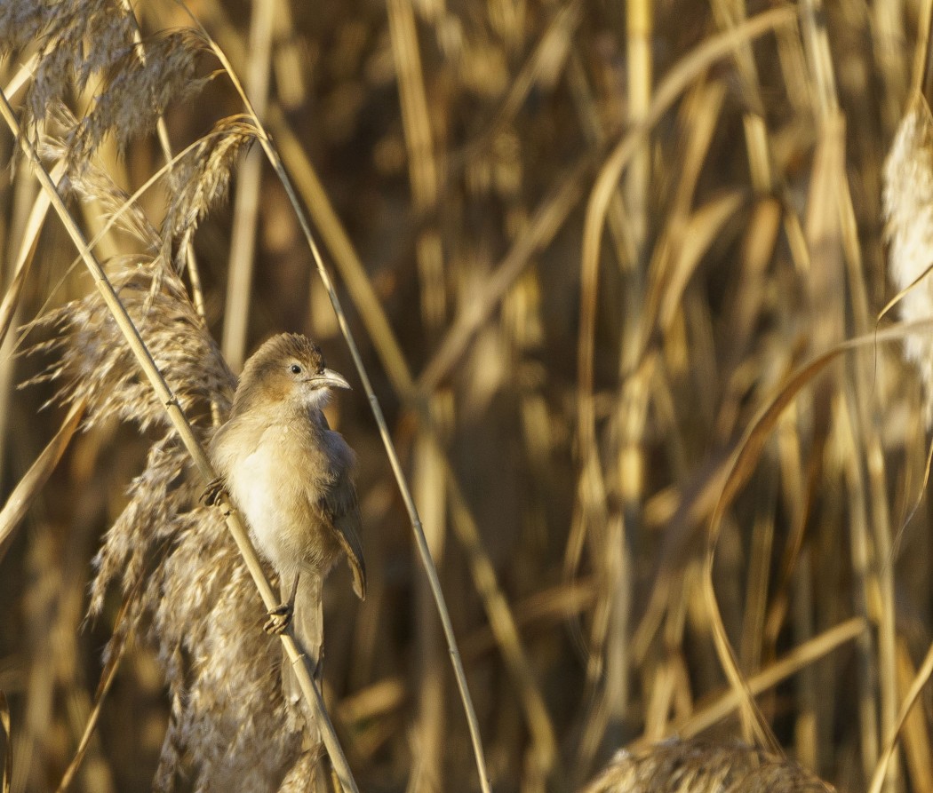 Iraq Babbler