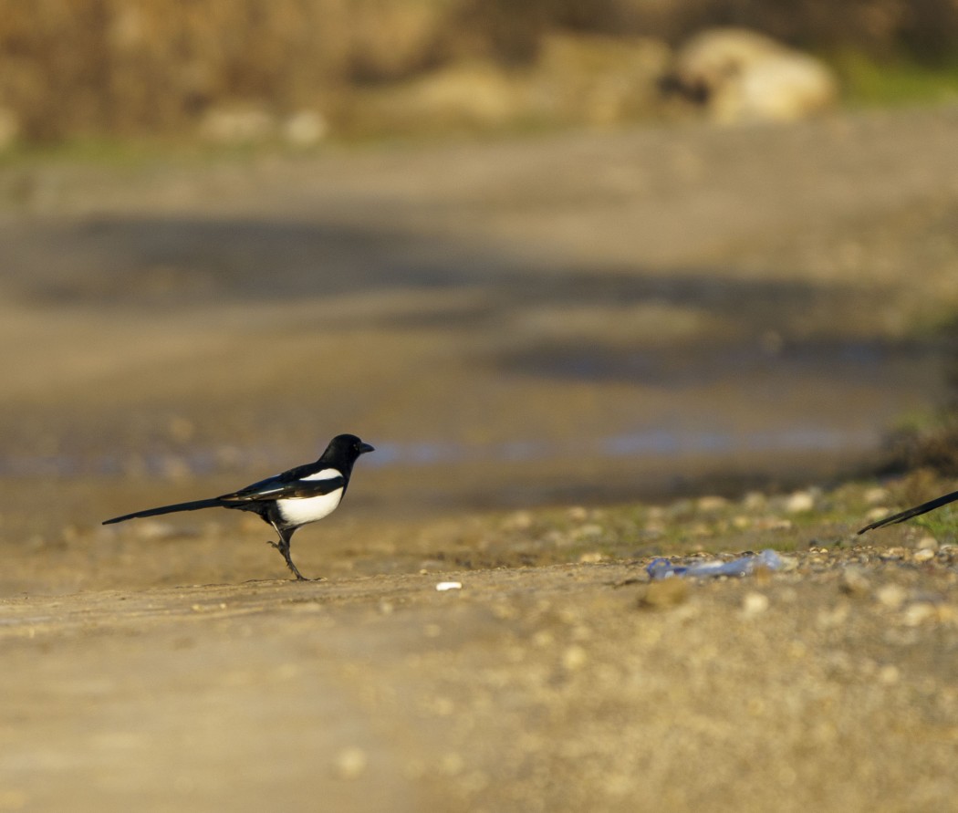 Eurasian Magpie