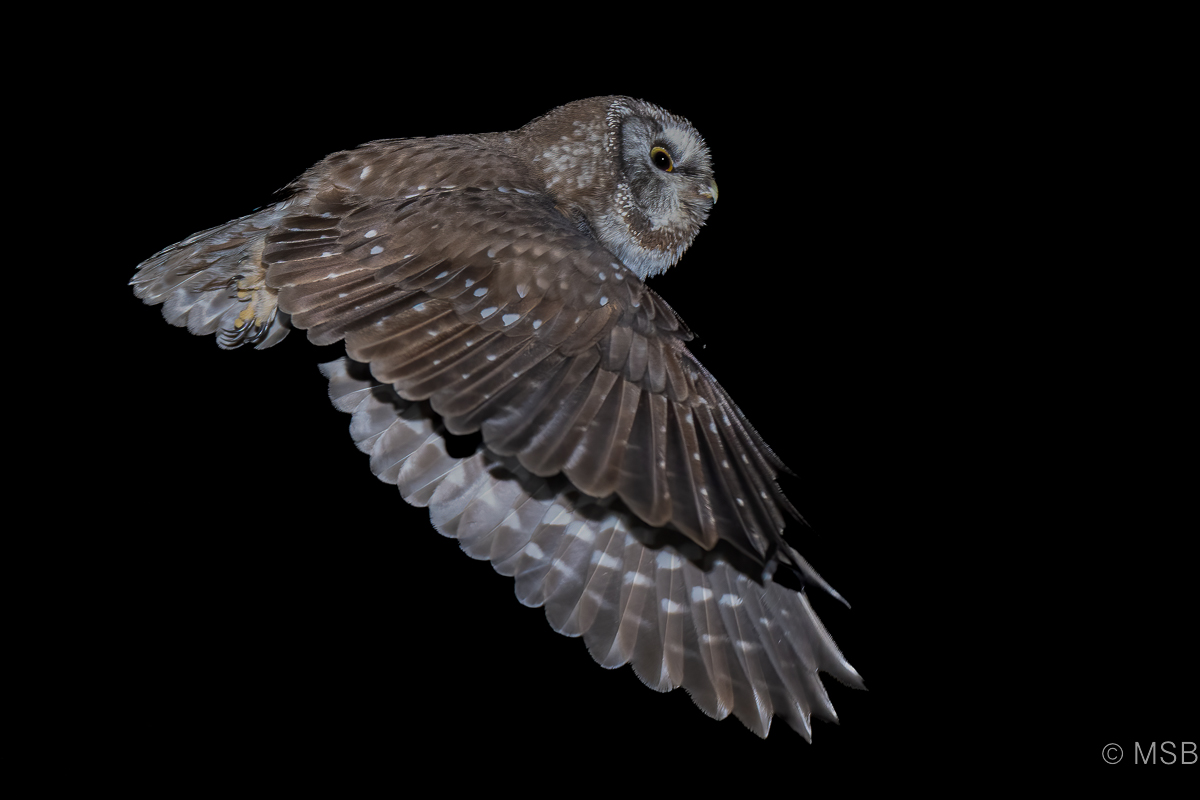 Boreal Owl