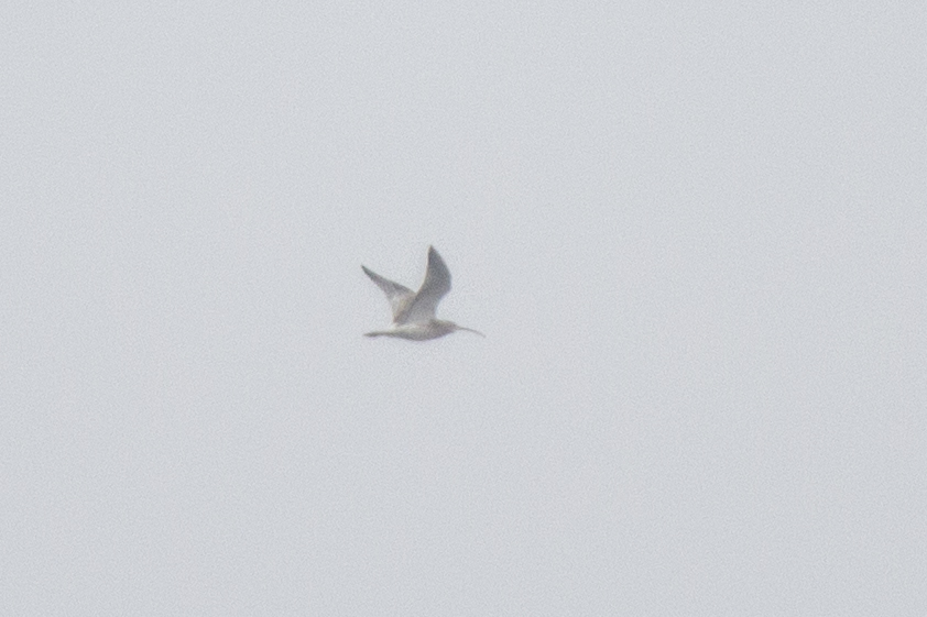 Eurasian Curlew