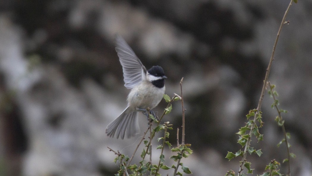 Sombre Tit