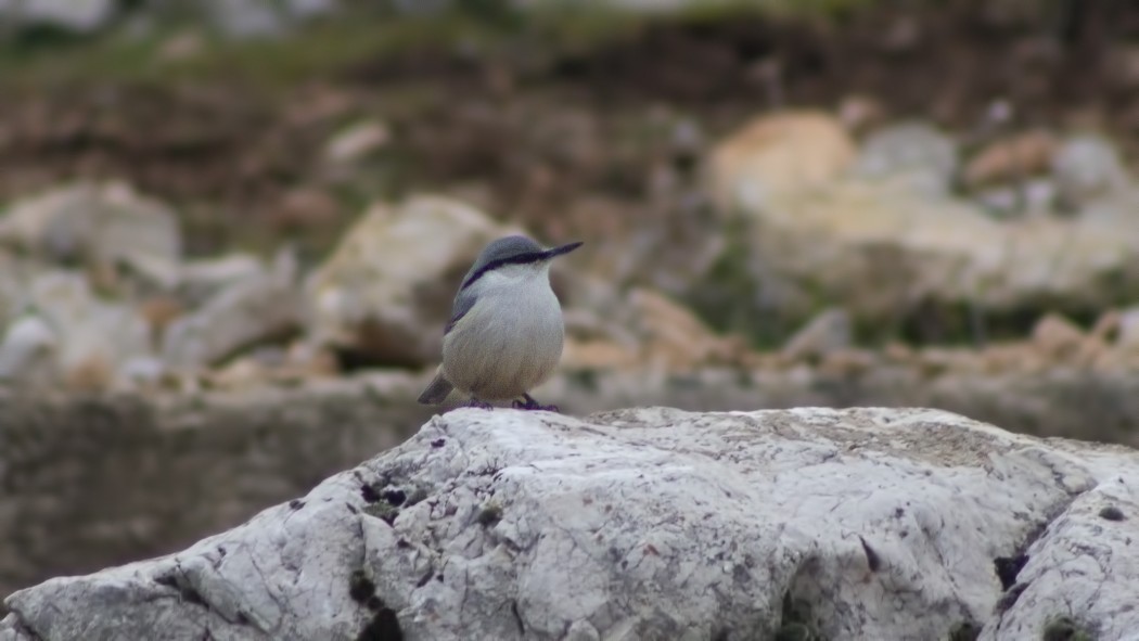 Western Rock Nuthatch
