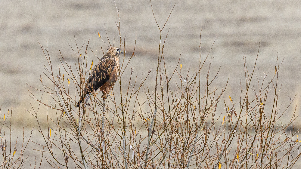 Long-legged Buzzard