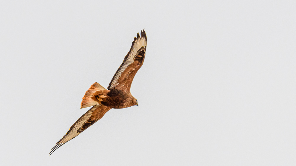 Long-legged Buzzard