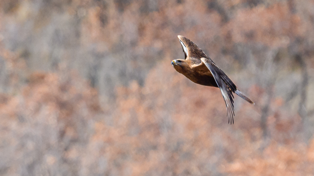 Long-legged Buzzard