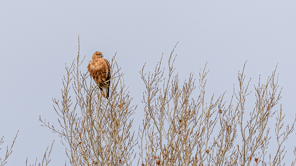 Long-legged Buzzard