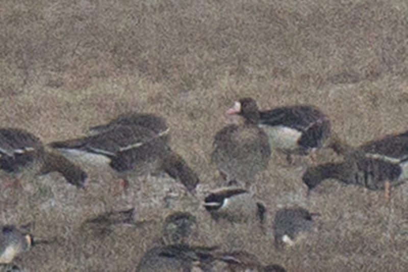 Lesser White-fronted Goose