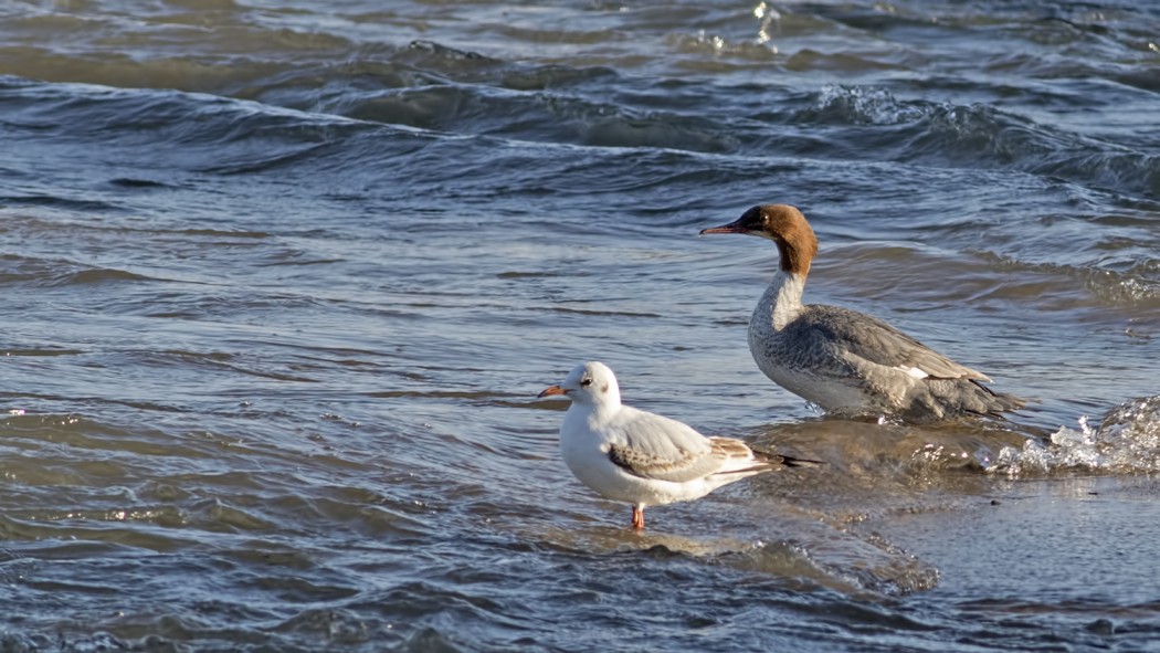 Common Merganser