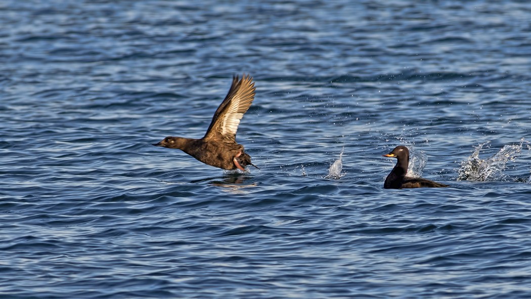Velvet Scoter