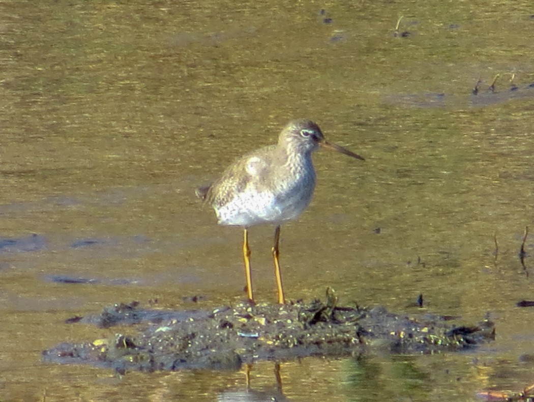 Common Redshank