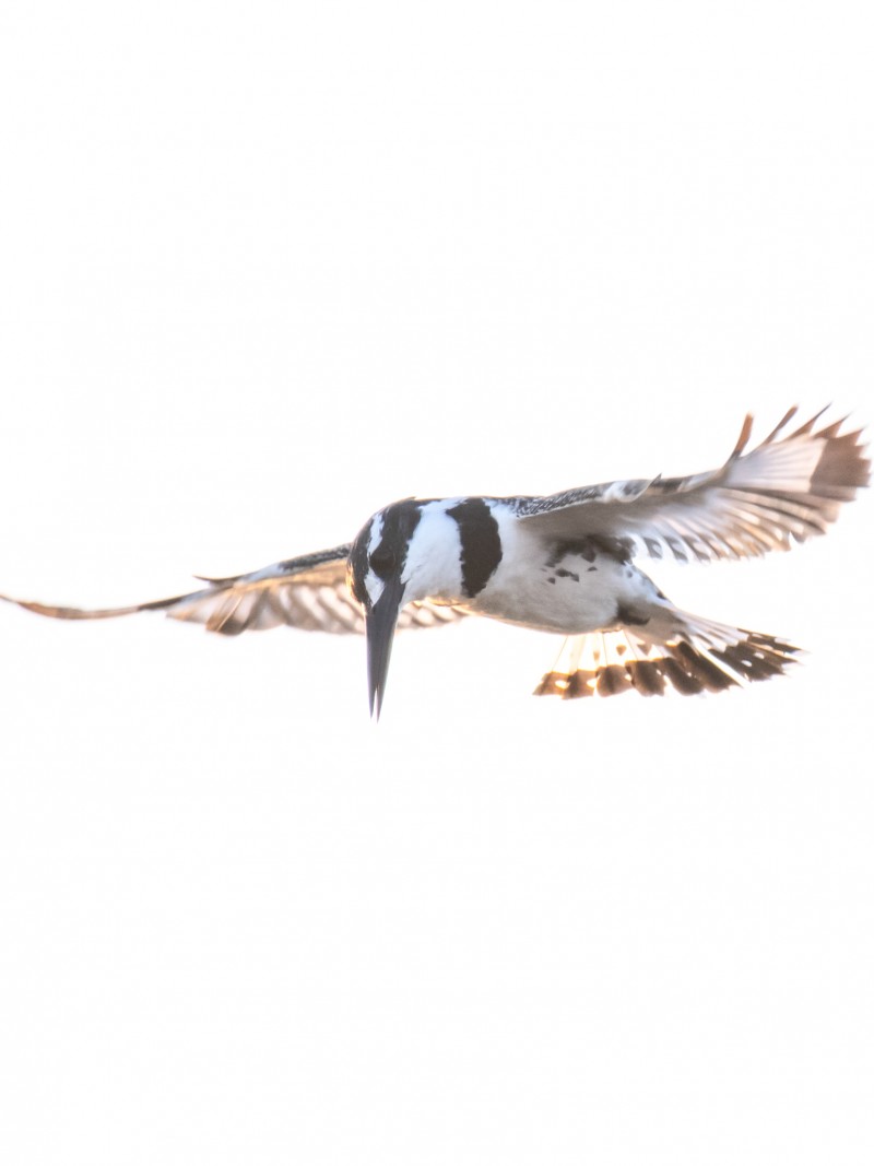 Pied Kingfisher