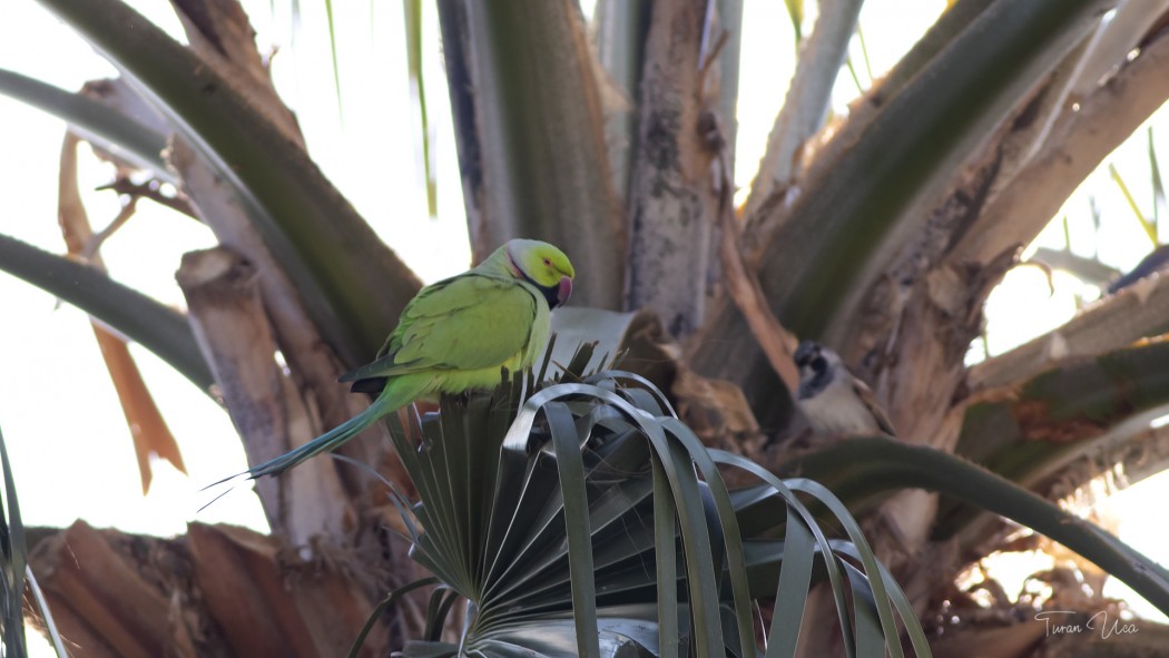 Rose-ringed Parakeet