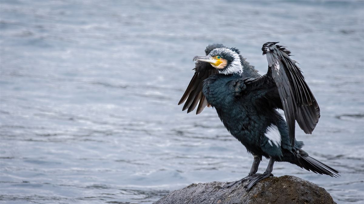 Great Cormorant