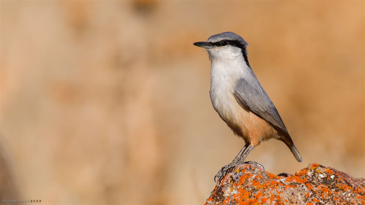 Western Rock Nuthatch