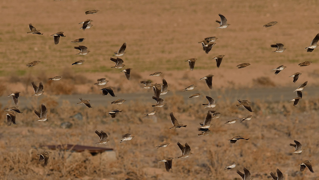Calandra Lark