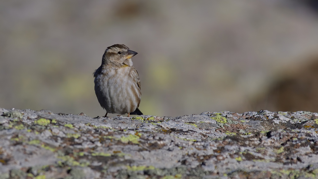 Rock Sparrow