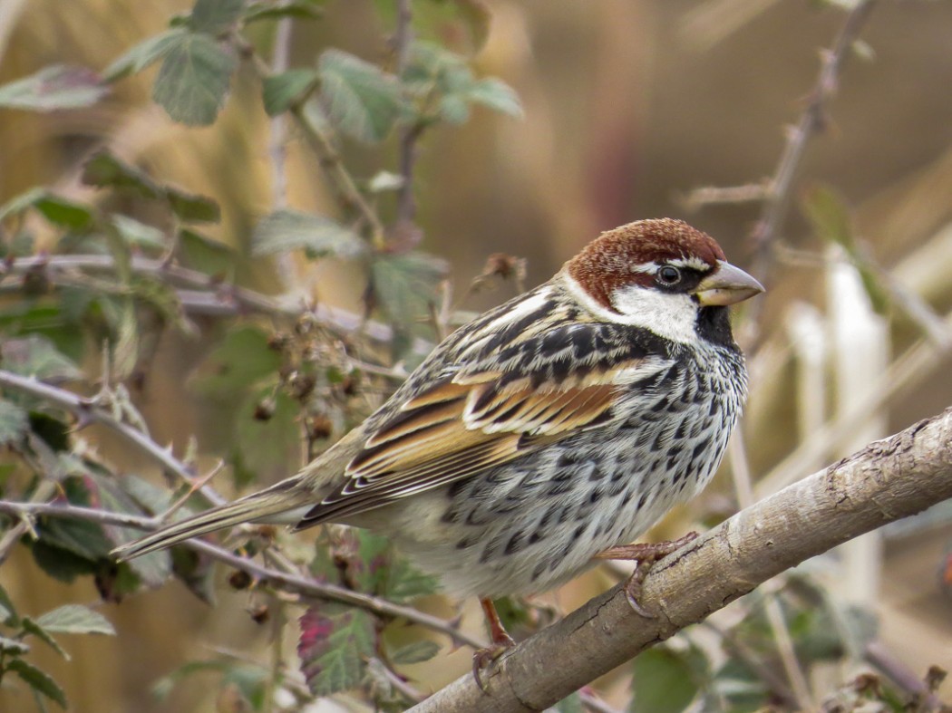 Spanish Sparrow