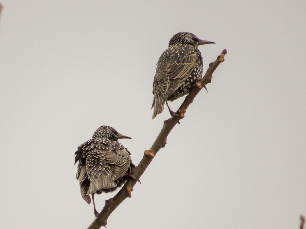 Common Starling