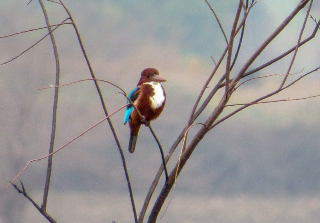 White-throated Kingfisher