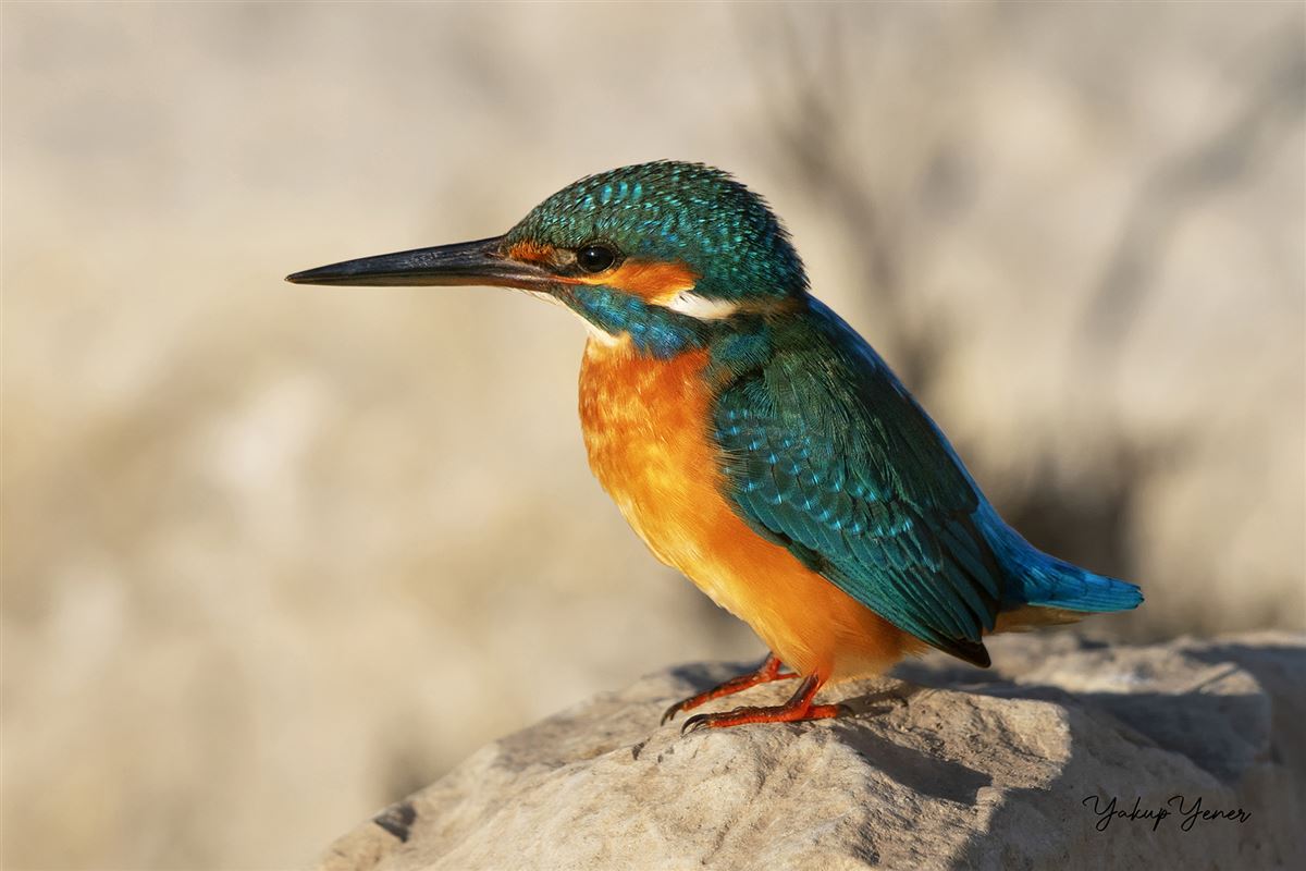 Common Kingfisher