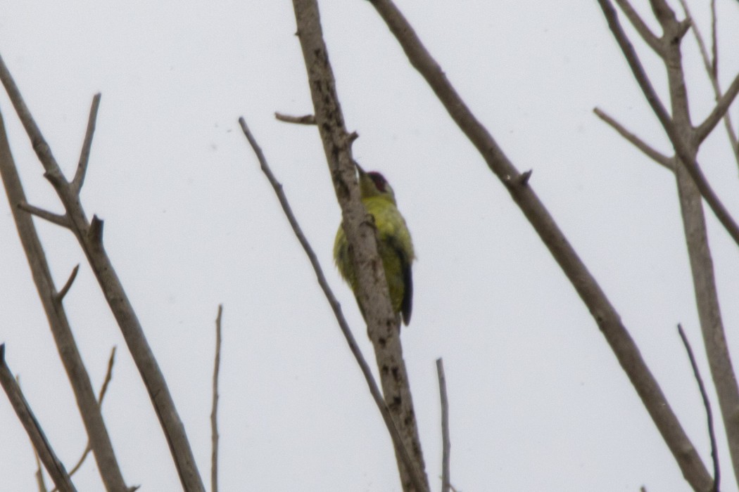 European Green Woodpecker