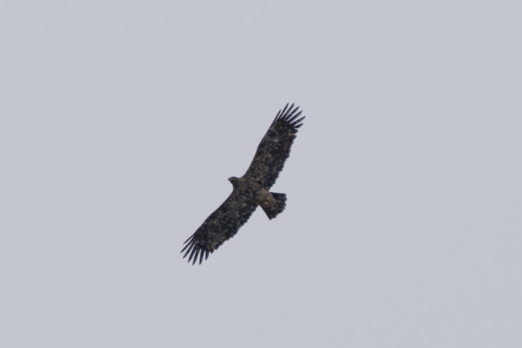 Eastern Imperial Eagle