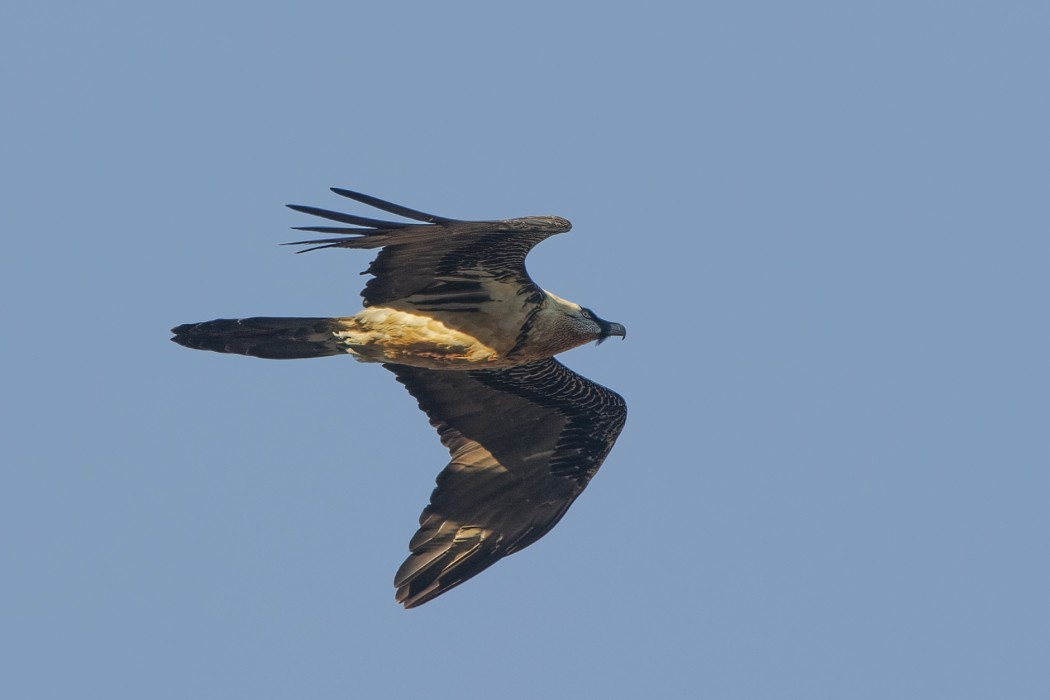 Bearded Vulture