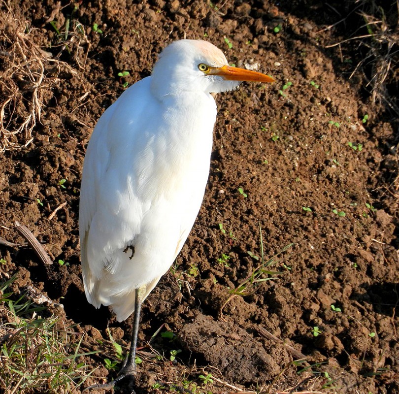 Western Cattle Egret