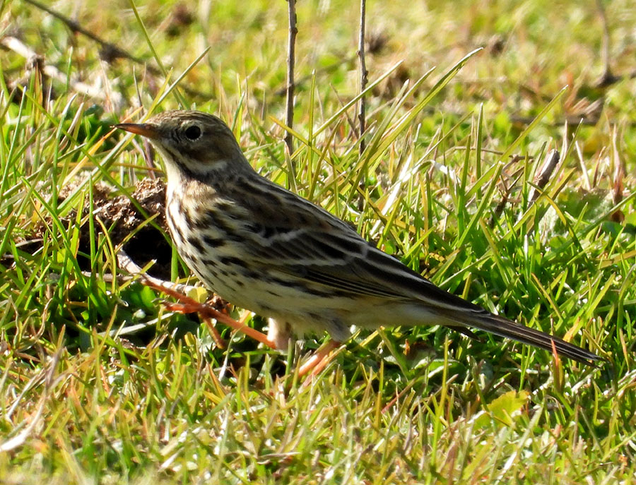 Meadow Pipit