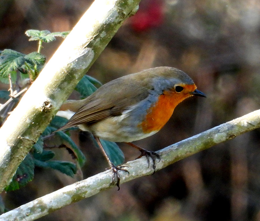 European Robin