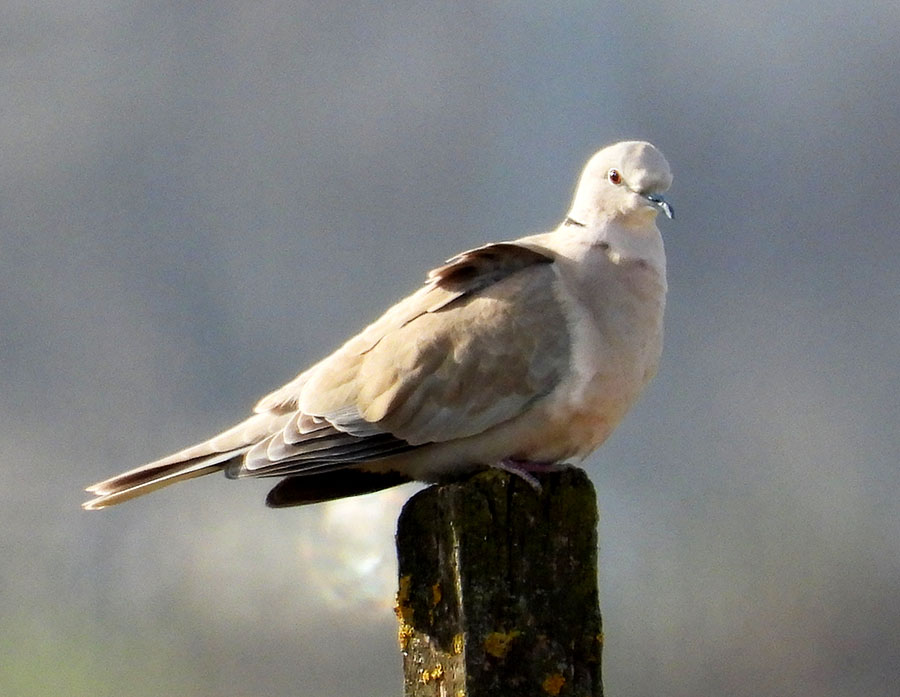 Eurasian Collared Dove