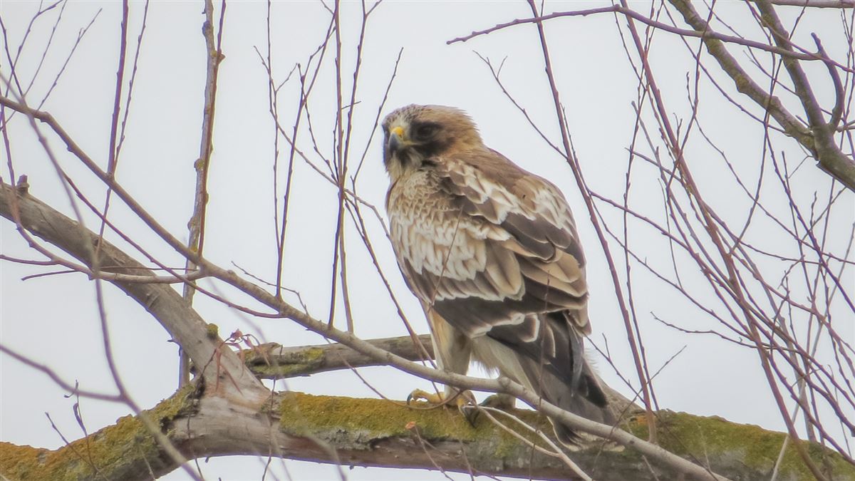 Booted Eagle