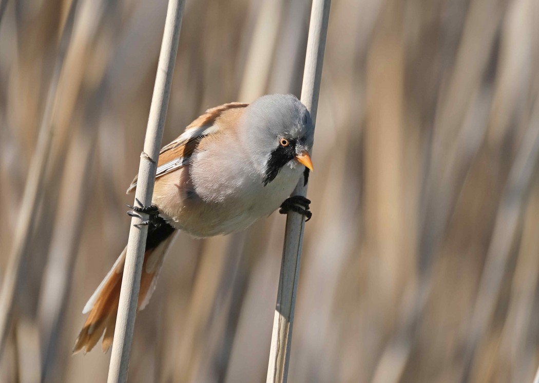Bearded Reedling