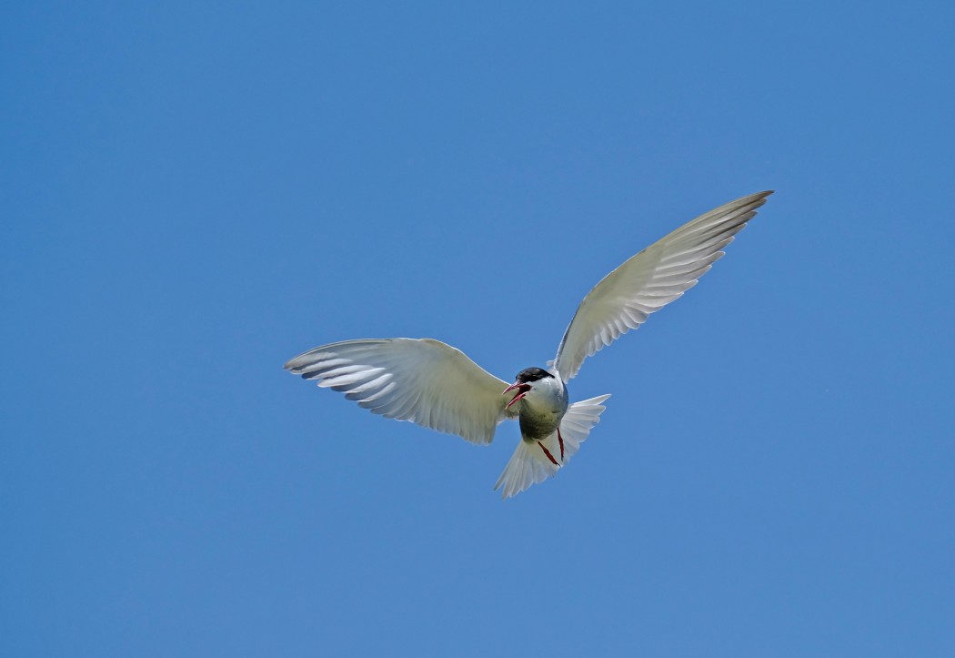 Whiskered Tern