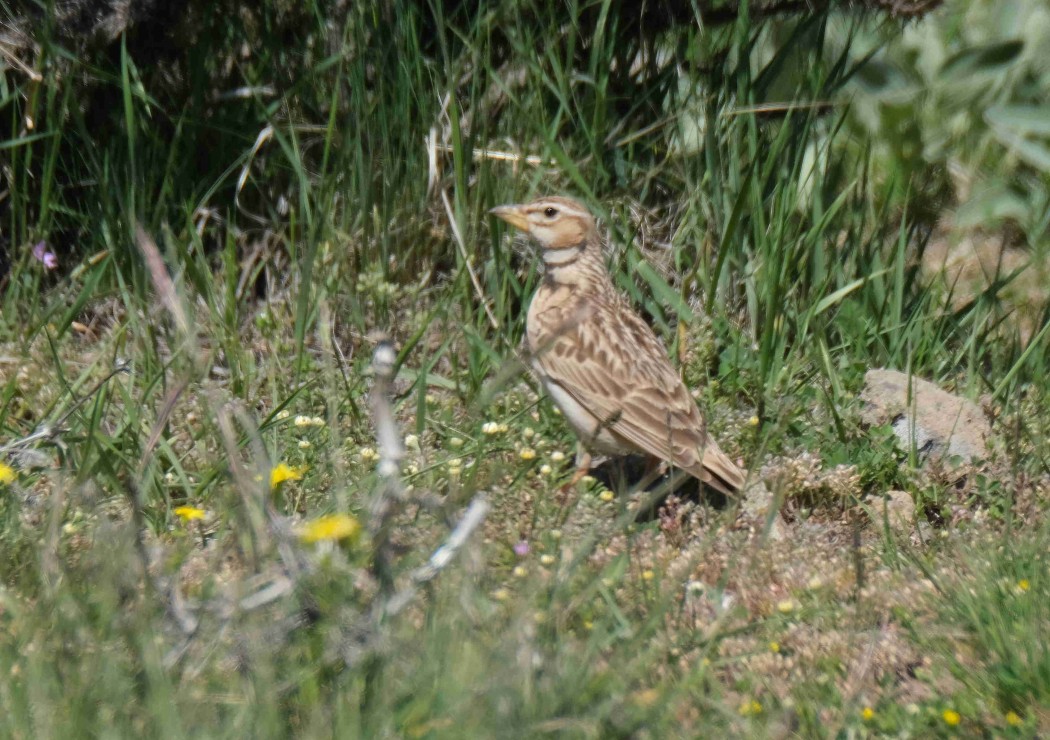 Bimaculated Lark