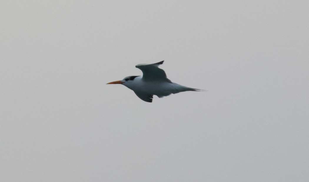 Lesser Crested Tern