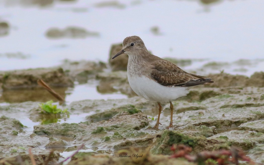 Temminck`s Stint