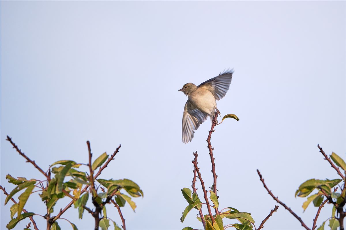 Eurasian Chaffinch