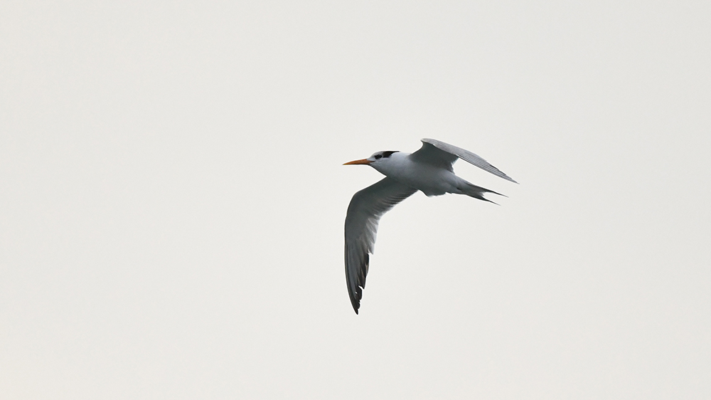 Lesser Crested Tern