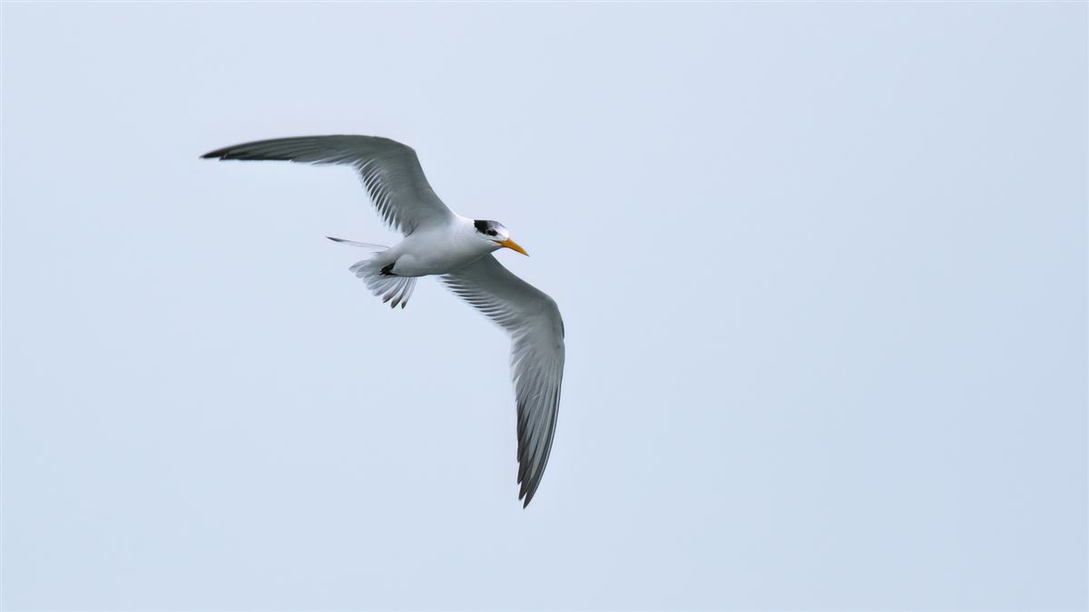 Lesser Crested Tern
