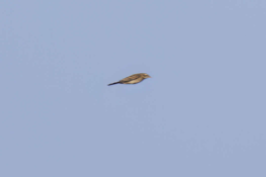 Richard`s Pipit