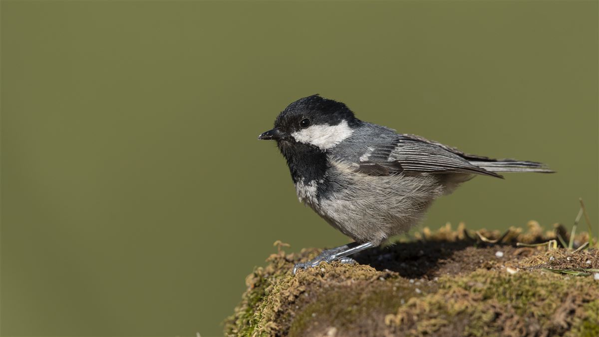 Coal Tit