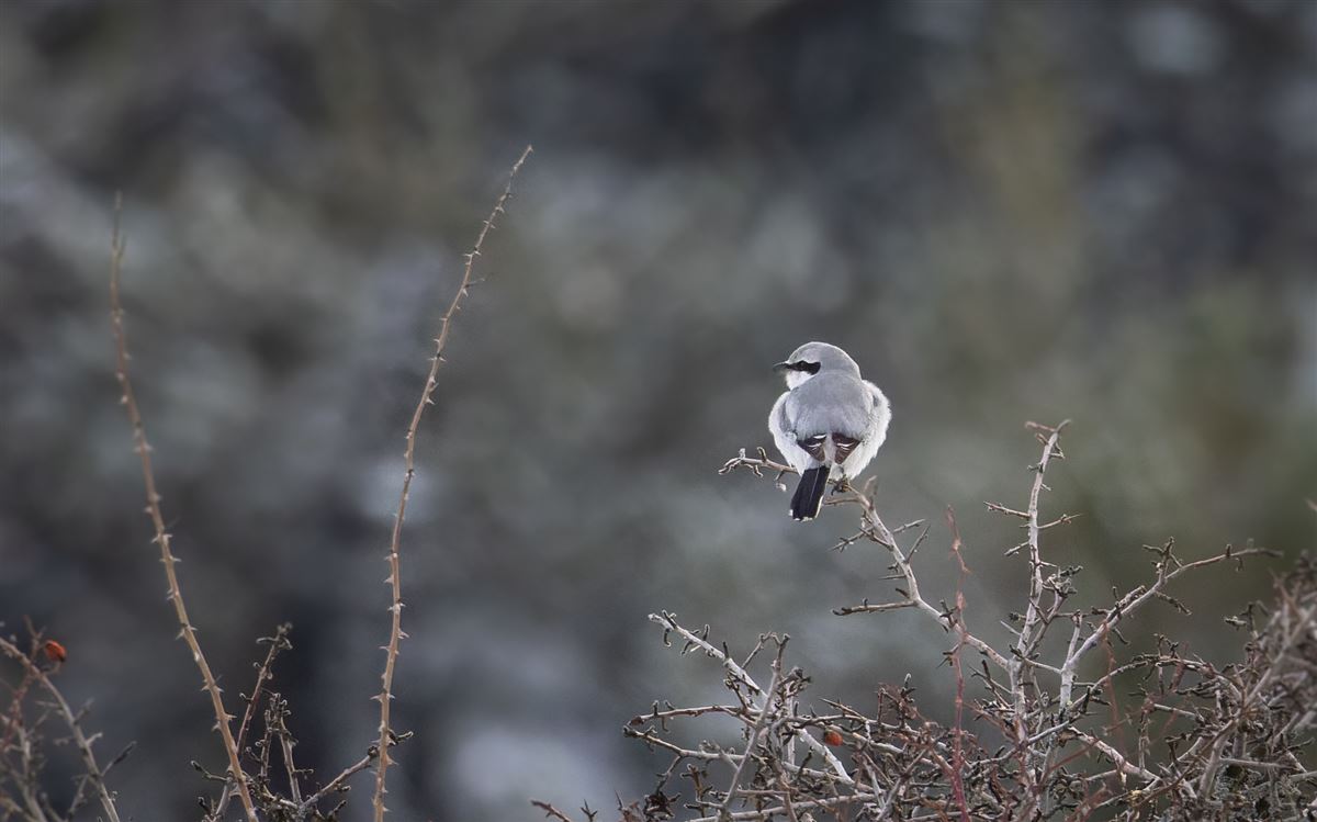 Great Grey Shrike