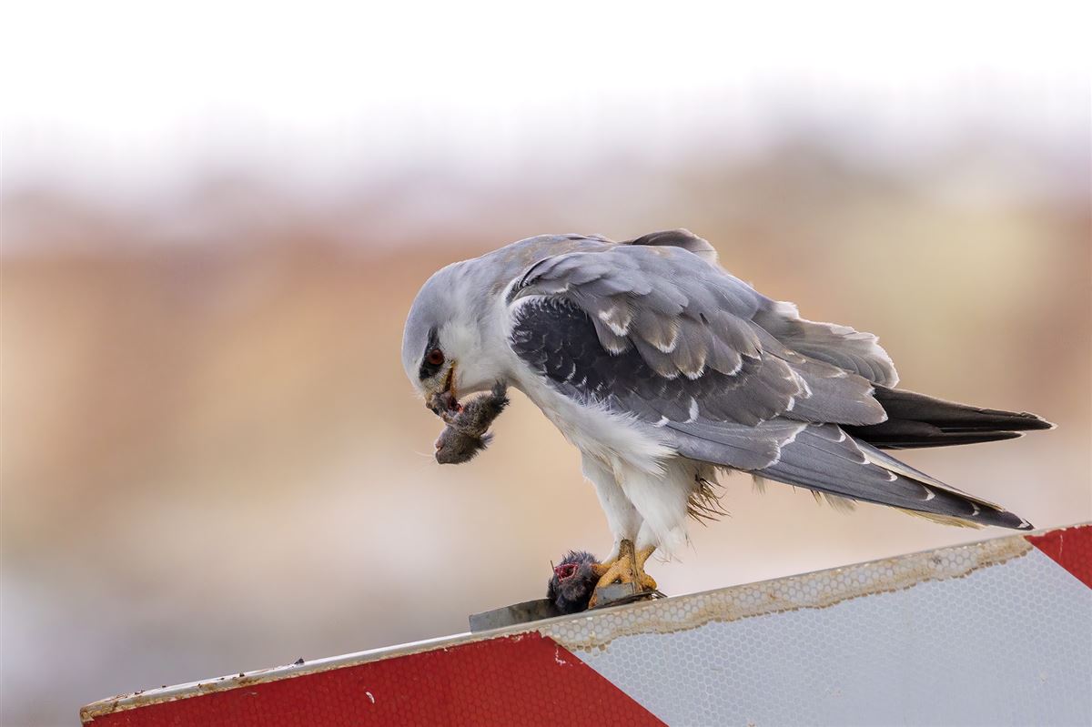 Black-winged Kite