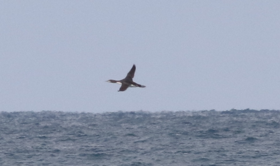 Black-throated Loon