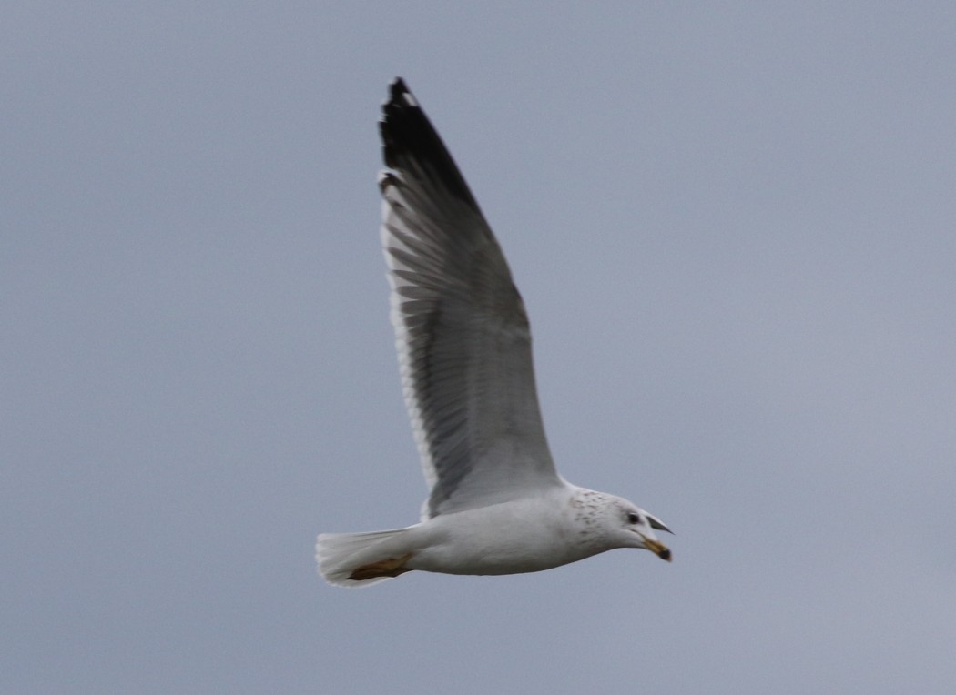 Armenian Gull