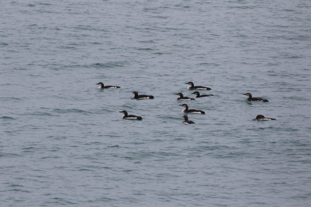 Black-throated Loon