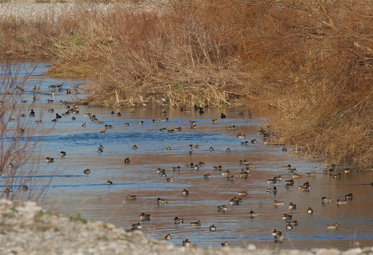 Eurasian Teal